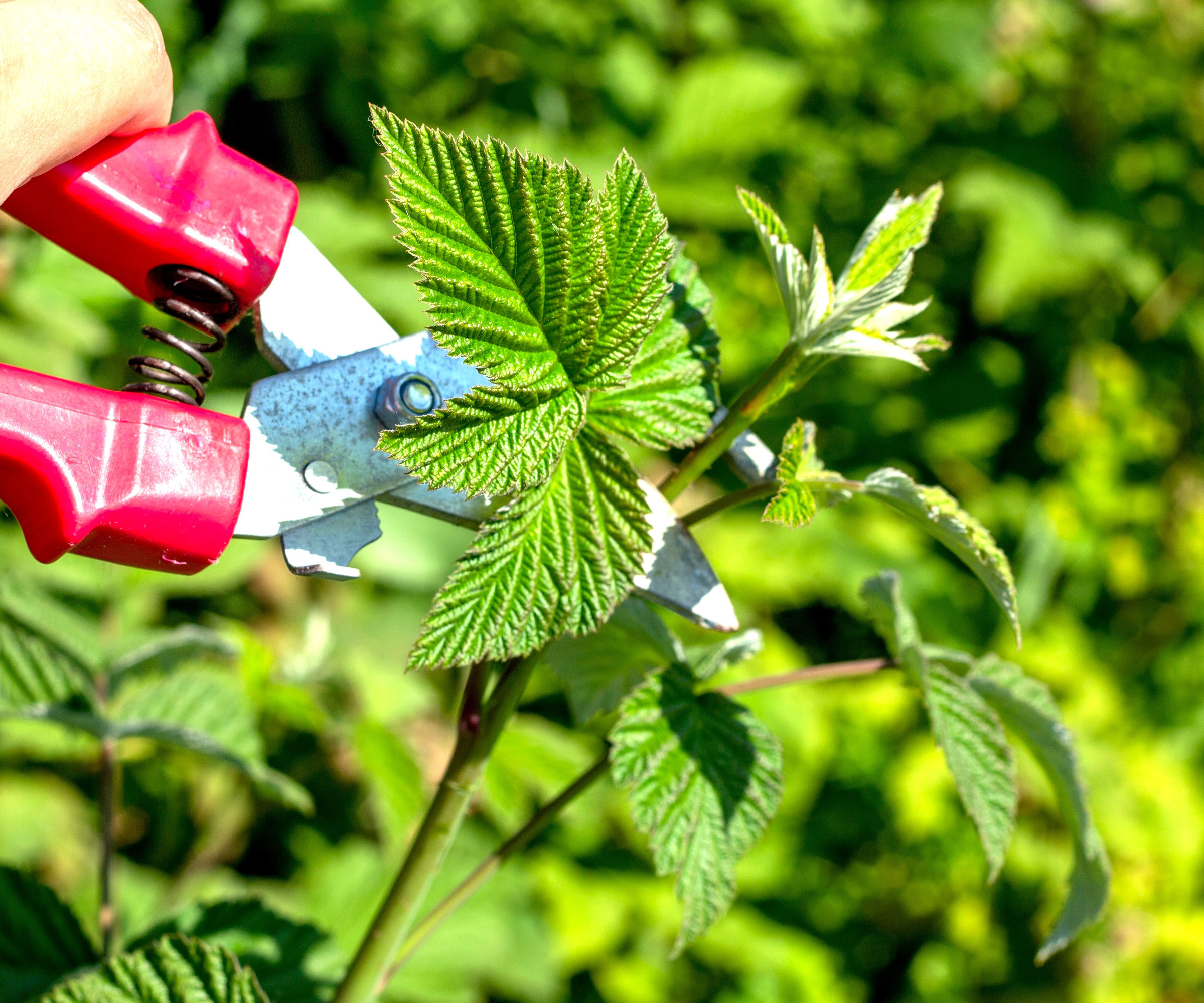 clipping tip of raspberry cane with red and silver pruning shears