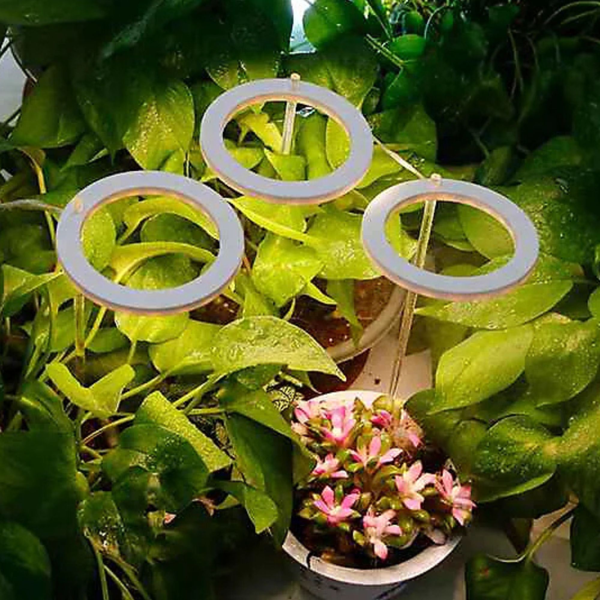 indoor plant grow light B&amp;amp;Q