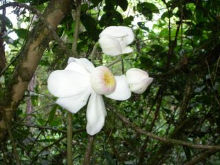 flower, hyper-dominant trees, amazon