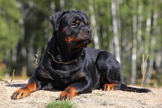 aggressive rottweiler puppy