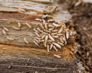 subterranean termites on log