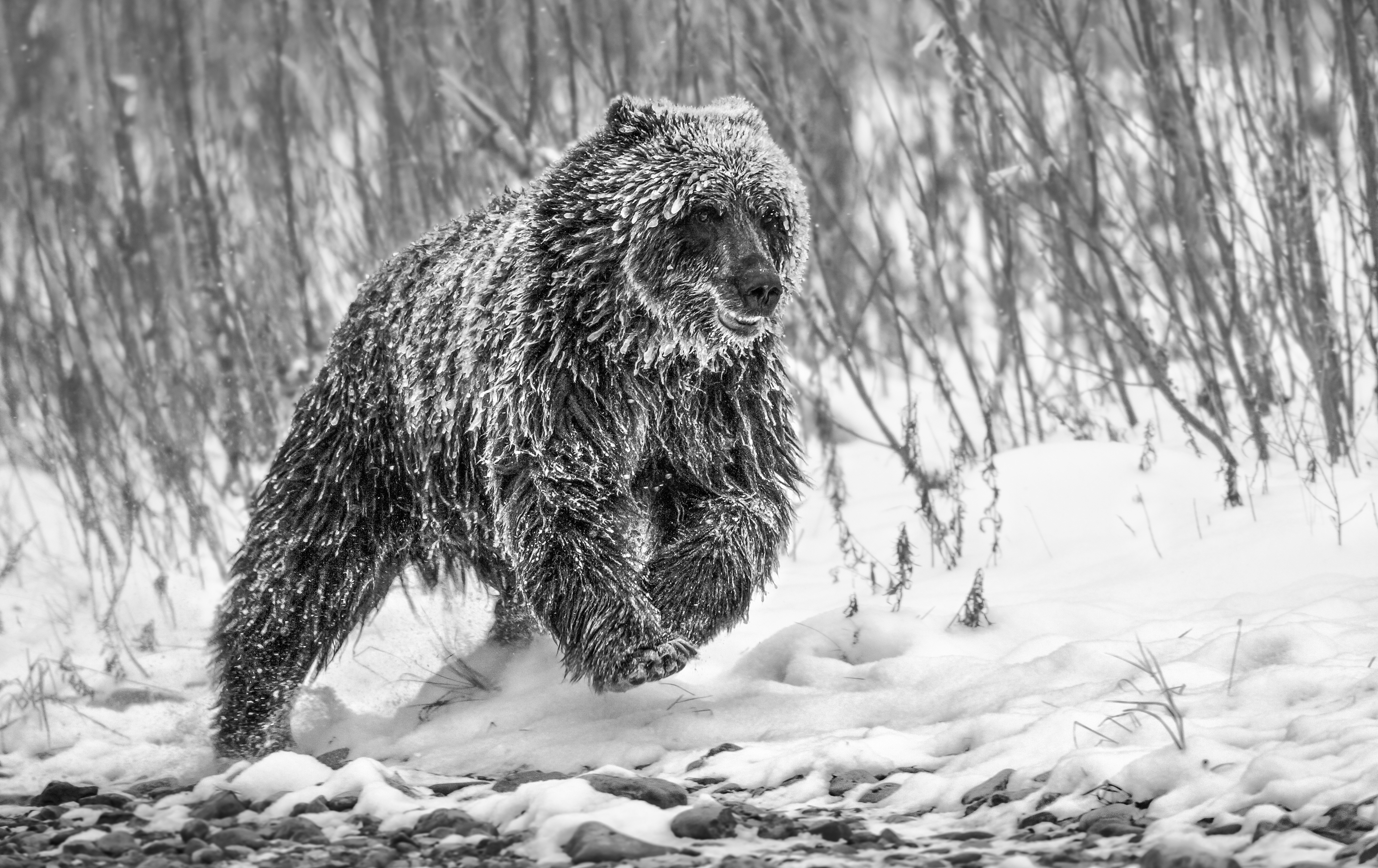 Photograph of a bear in the Arctic covered in snow taken by nature photographer Paul Nicklen and titled 'Cold Pursuit, Yukon, Canada, 2010'