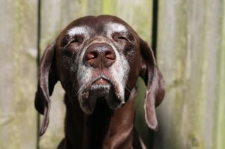 A senior shorthaired pointer dog.