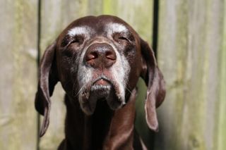 why is my dog getting grey hair