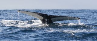 Humpback whales return