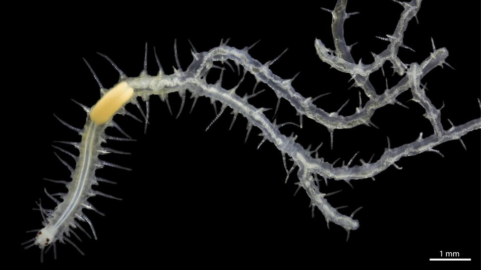 Meet the marine worm with 100 butts that can each grow eyes and a brain