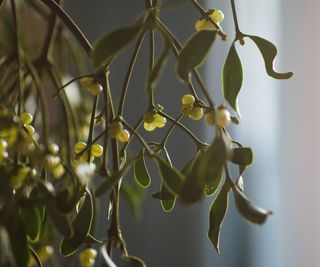 hanging mistletoe