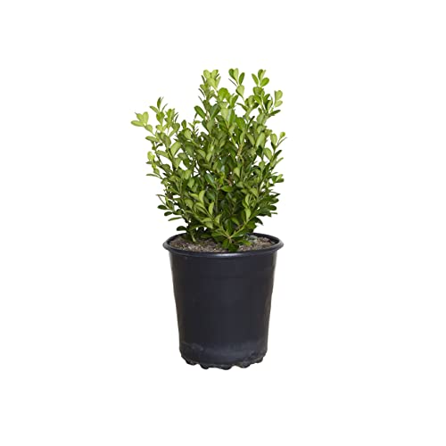 Japanese Boxwood (2.5 Quart) Low-Maintenance Evergreen Hedge Shrub - Full Sun Live Outdoor Plant