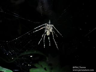A spider that makes a "decoy" that looks like a much larger spider.