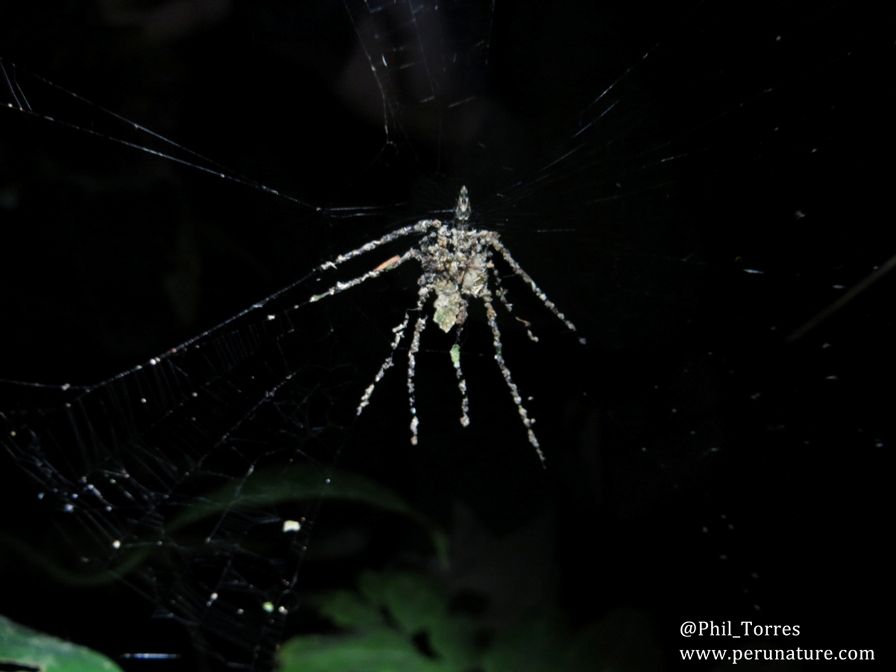 A spider that makes a &quot;decoy&quot; that looks like a much larger spider.