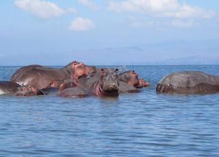 Lake Naivasha - a close encounter
