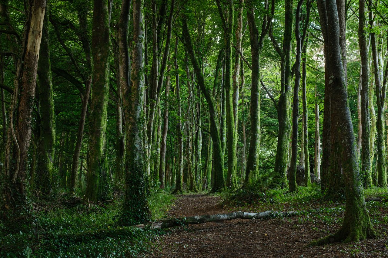 A narrow woodland path winds between tall moss-covered trees in a dense green forest.