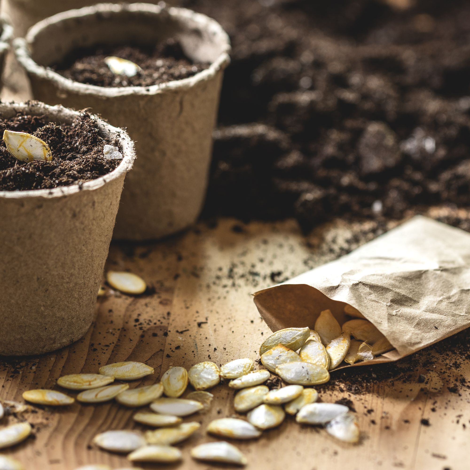 pumpkin seeds