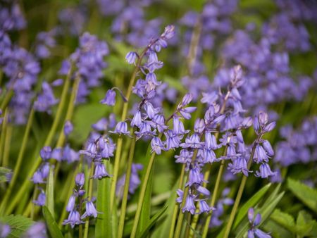 Bluebell Bulbs