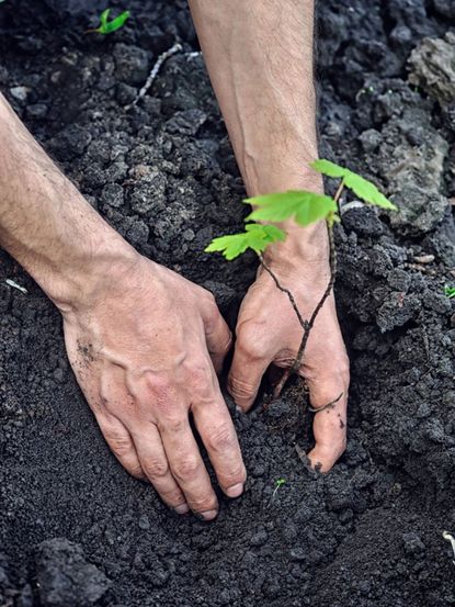 Hands Planting A Maple Tree Seedling In Dark Soil