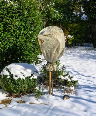rose bush protected from frost with fleece