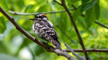A Downy Woodpecker poised on a branch in Southwestern Ontario, Canada.