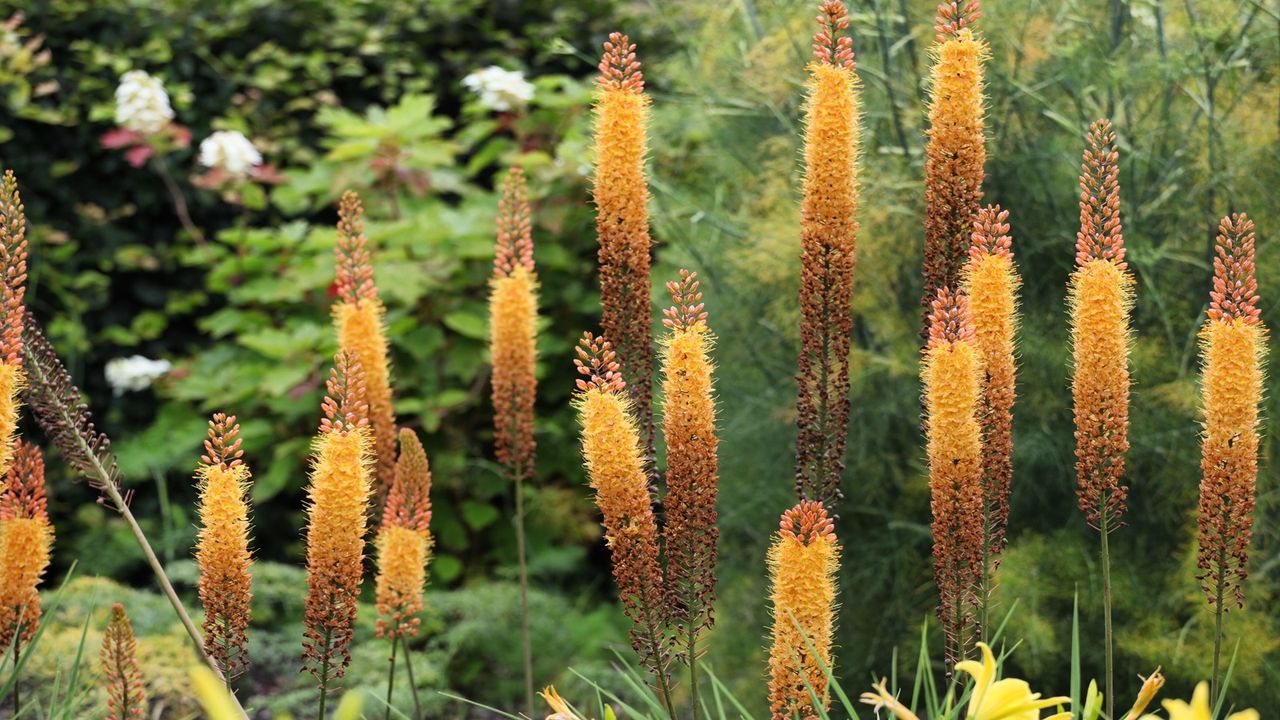 Eremurus with orange blooms