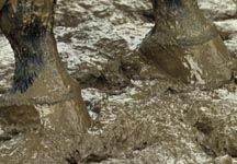 mud.jpg