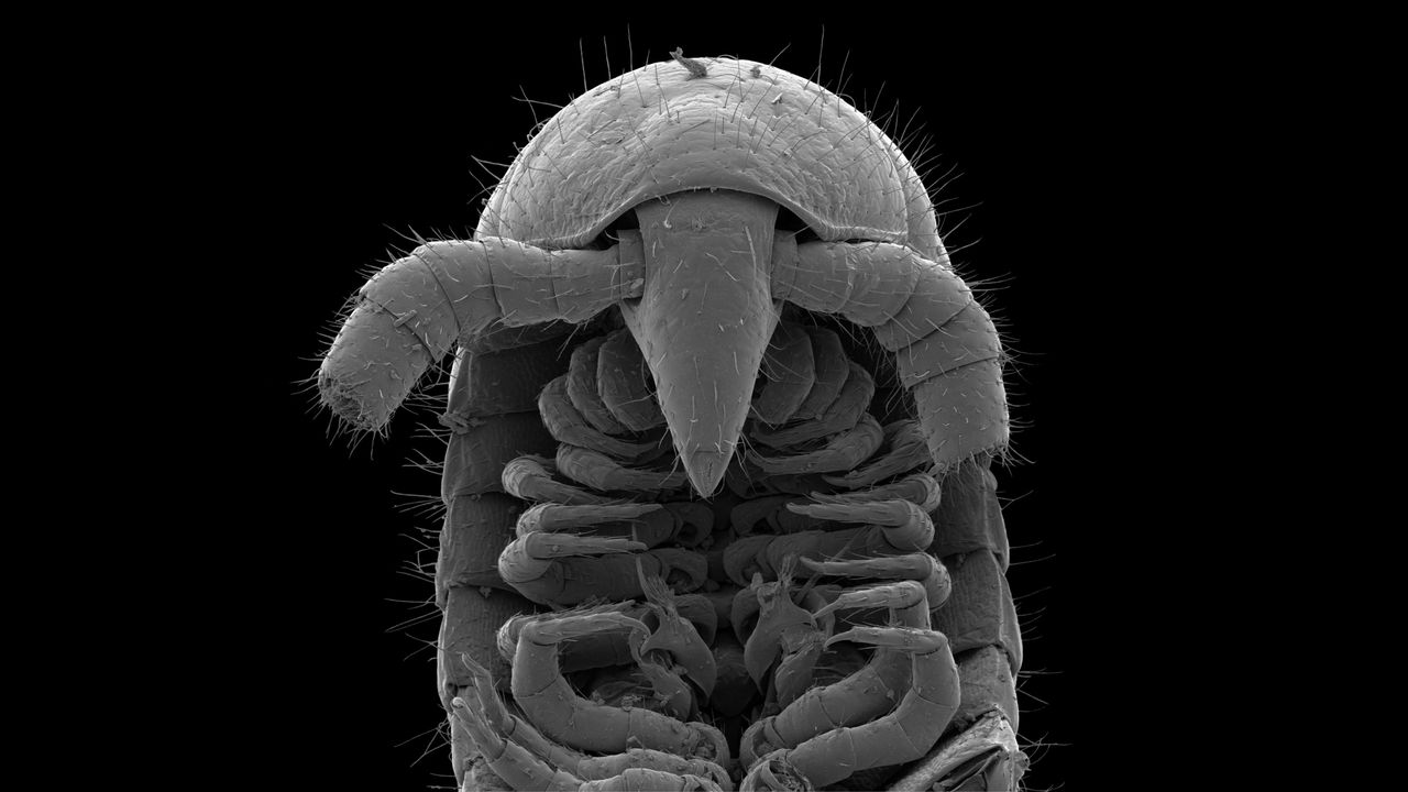 Eumilipes persephone.