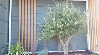 Olive tree in a backyard bed