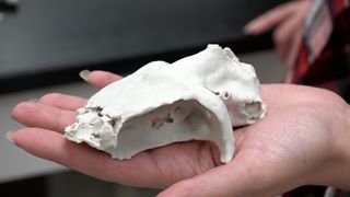 A 3D printout of the Dwykaselachus oosthuizeni brain case.