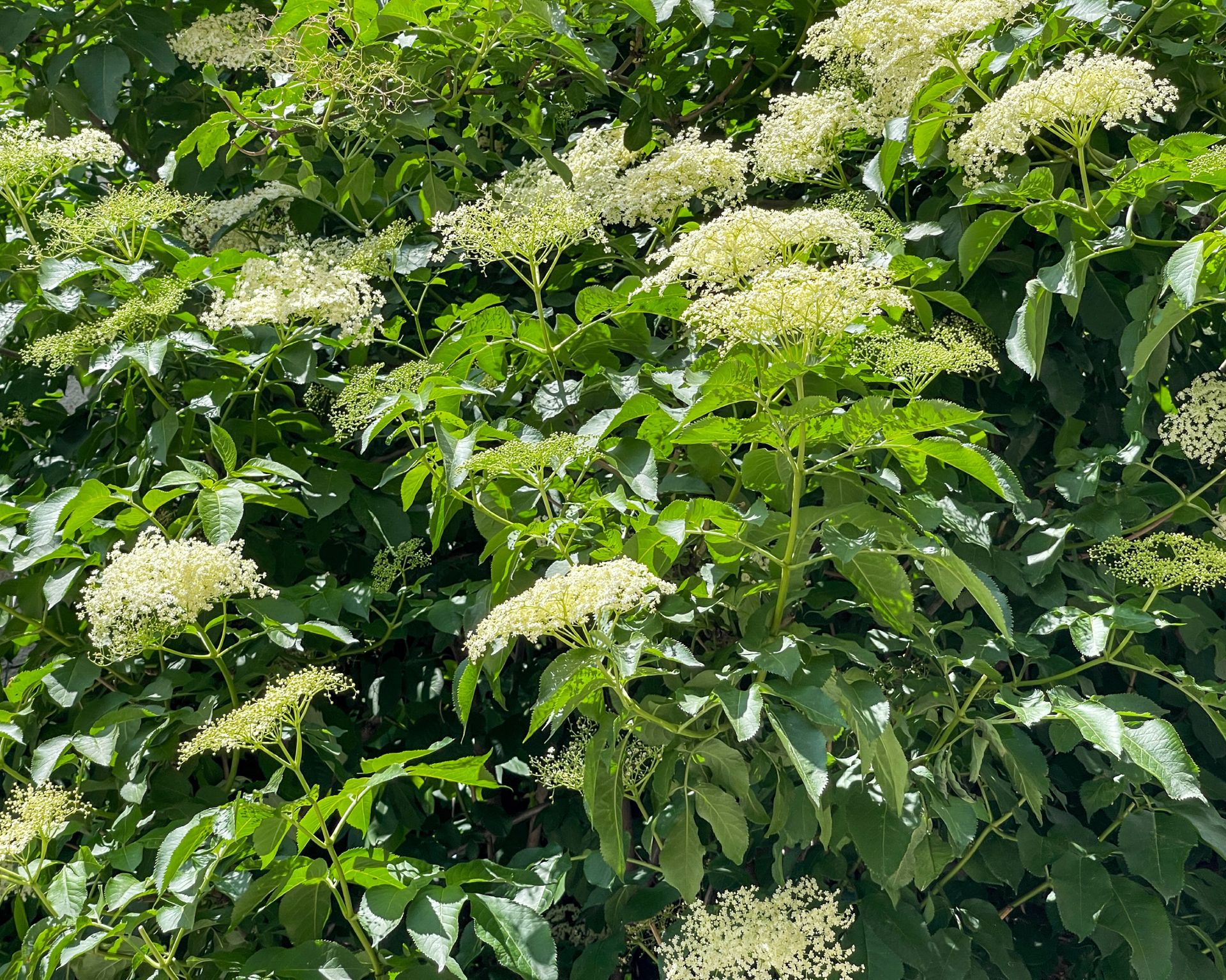 White flowers of American elderberry shrub