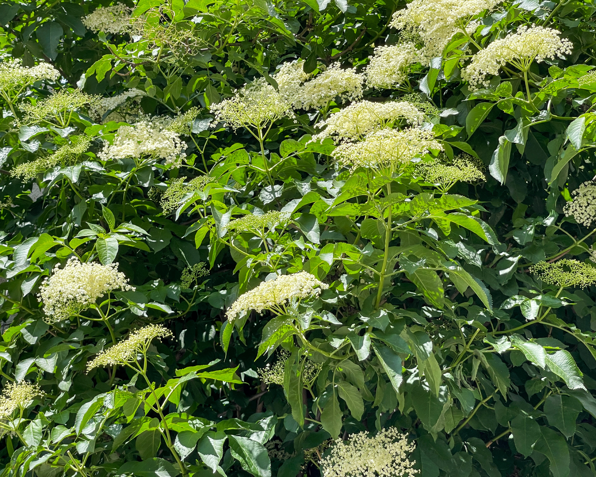 White flowers of American elderberry shrub
