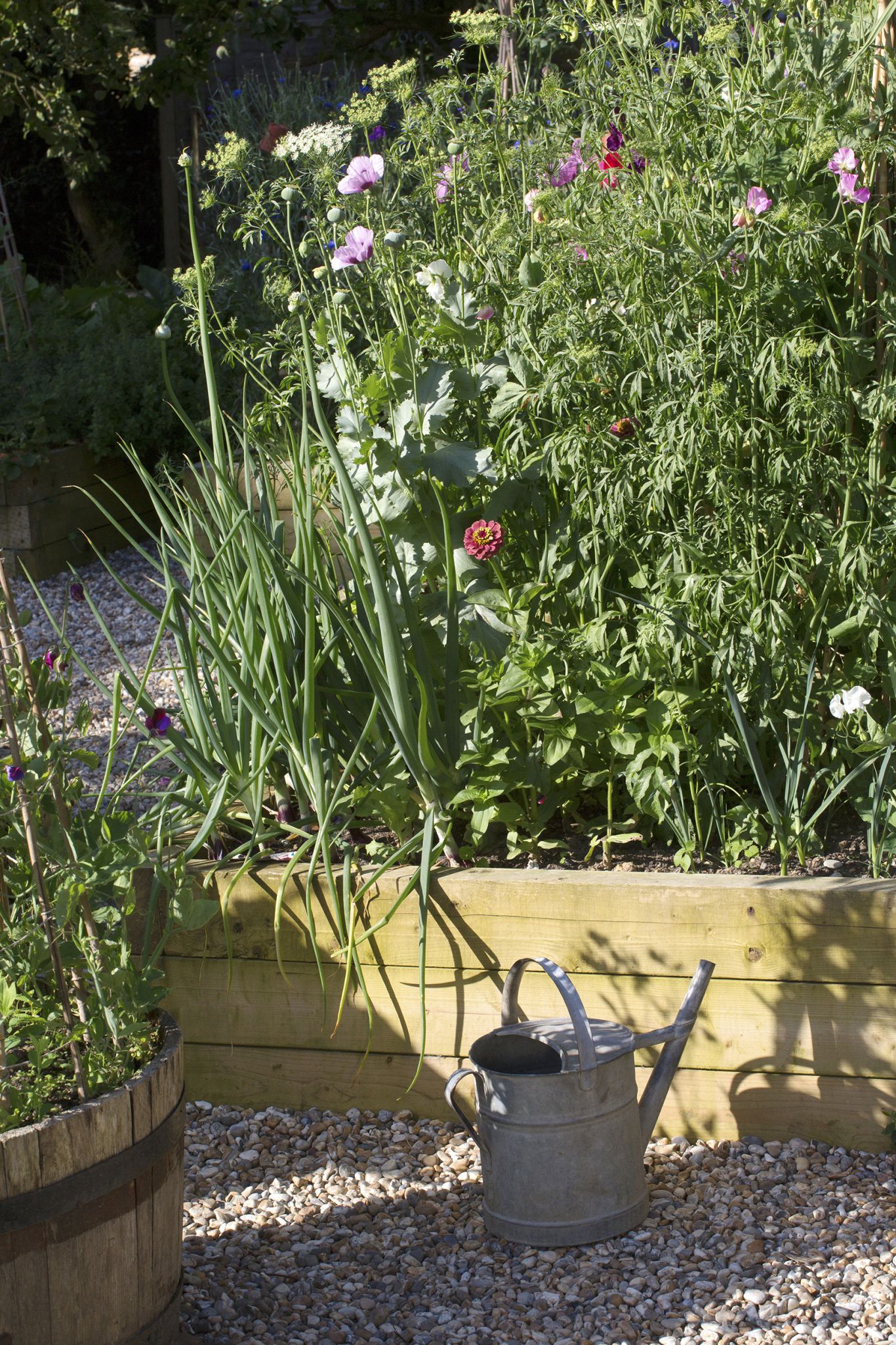 Flowers in raised bed