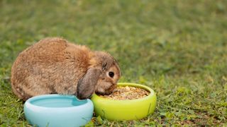 rabbit eating muesli from green bowl