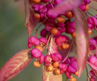 The pink and orange fruit of the spindle tree in the fall months