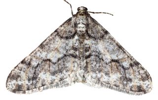 guide to identifying british moths