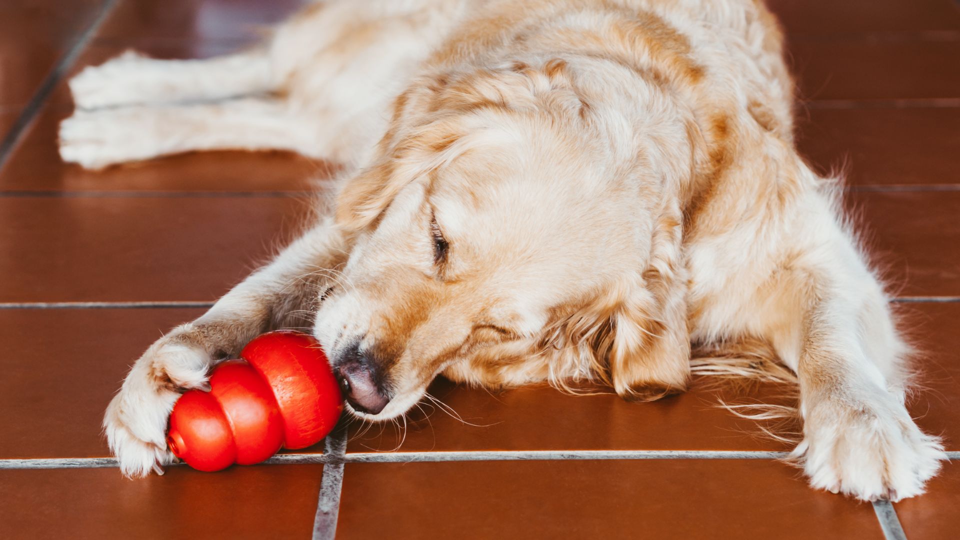 golden retriever playing with a red kong toy