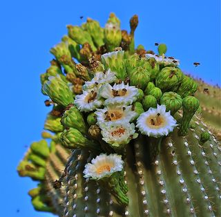 cactus, cacti, Sonoran Desert flowers