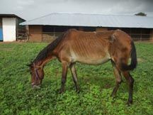 Lucy_with_Donkey_Barn_in_background.jpg