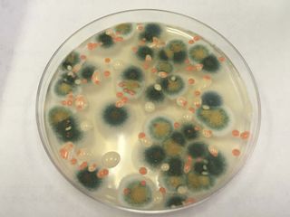 An investigation of bacteria and fungi taken from the space station reveals microorganisms similar to those found in busy public spaces on Earth.