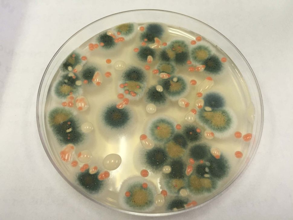 There Are Bacteria and Fungi All Over the Space Station, and Now We Know What They Are