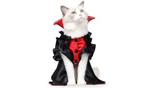 cat in costume