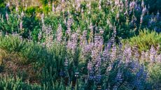 close up of lilac lupines in a garden
