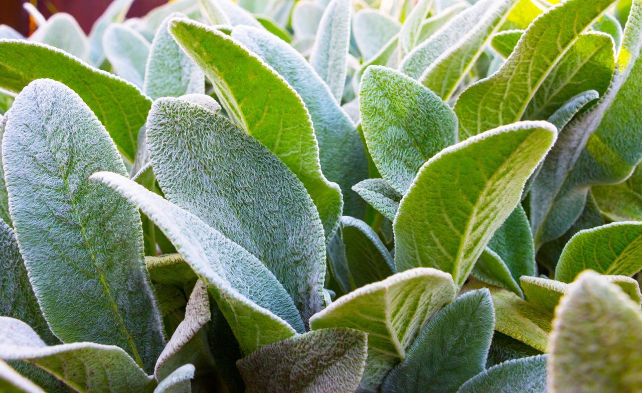 Lamb&amp;#39;s Ear Plant