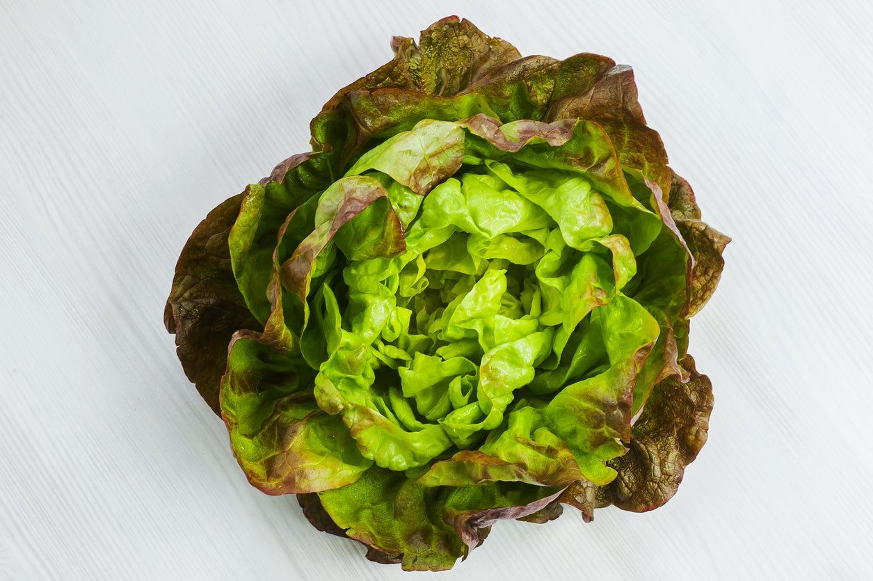 Head Of Heirloom Pirat Lettuce