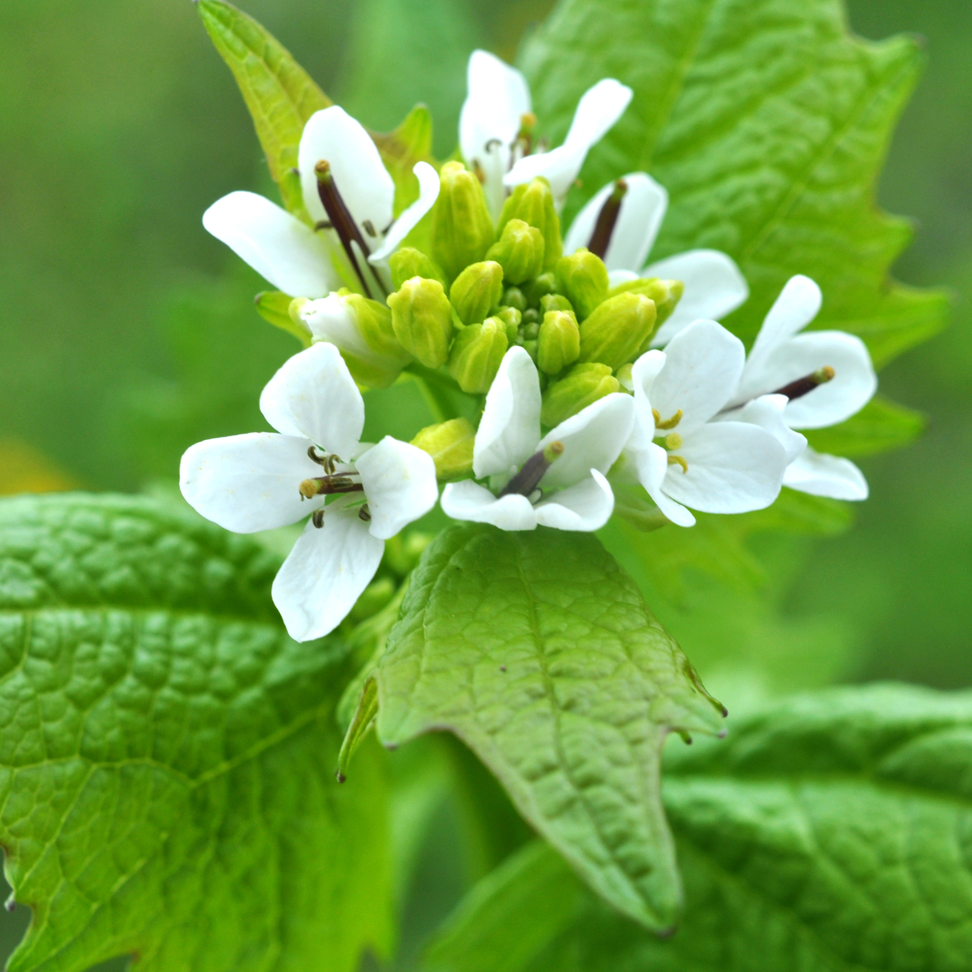 garlic mustard flowers