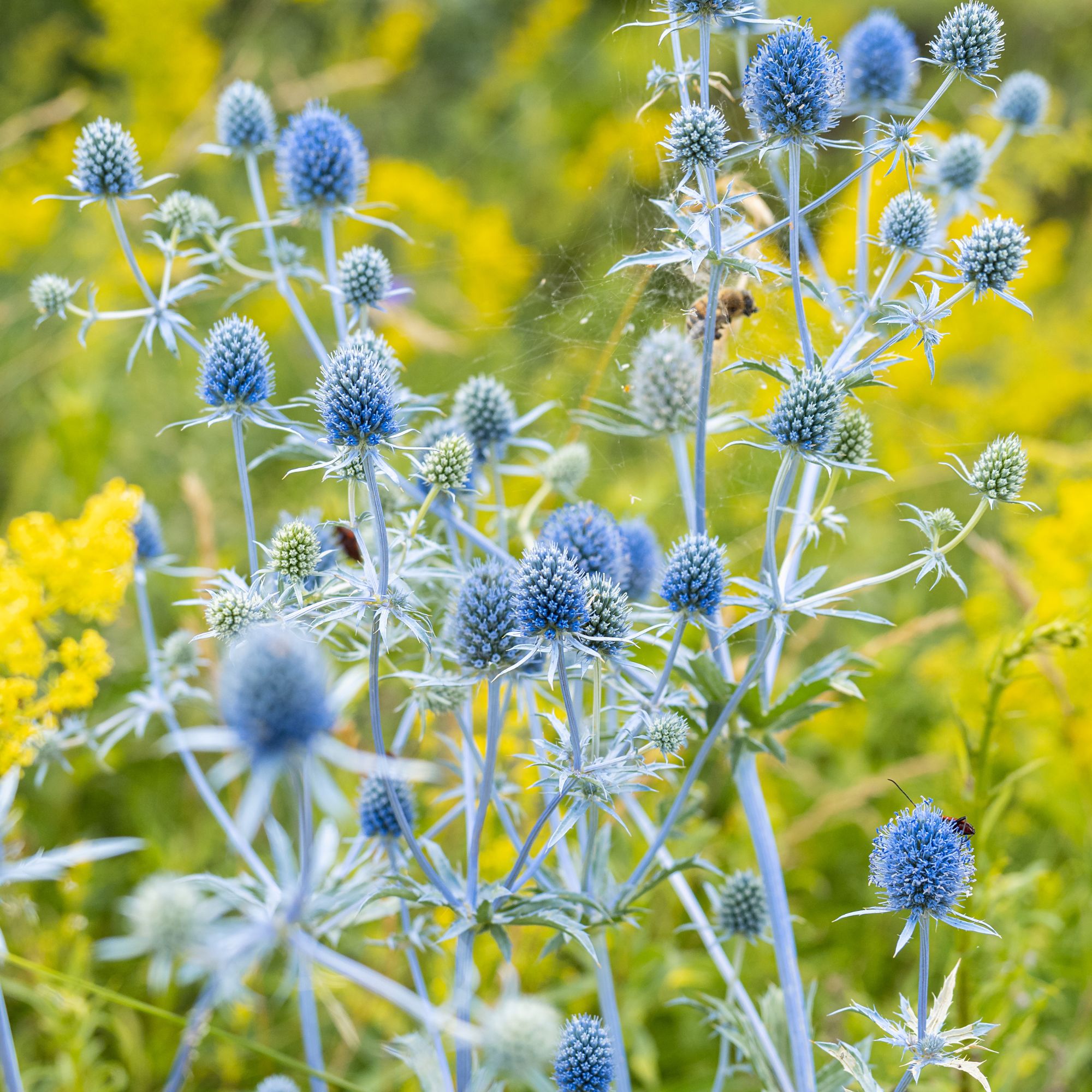 Sea holly plant in garden border