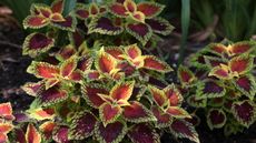 Coleus growing in pots with red and lime leaves