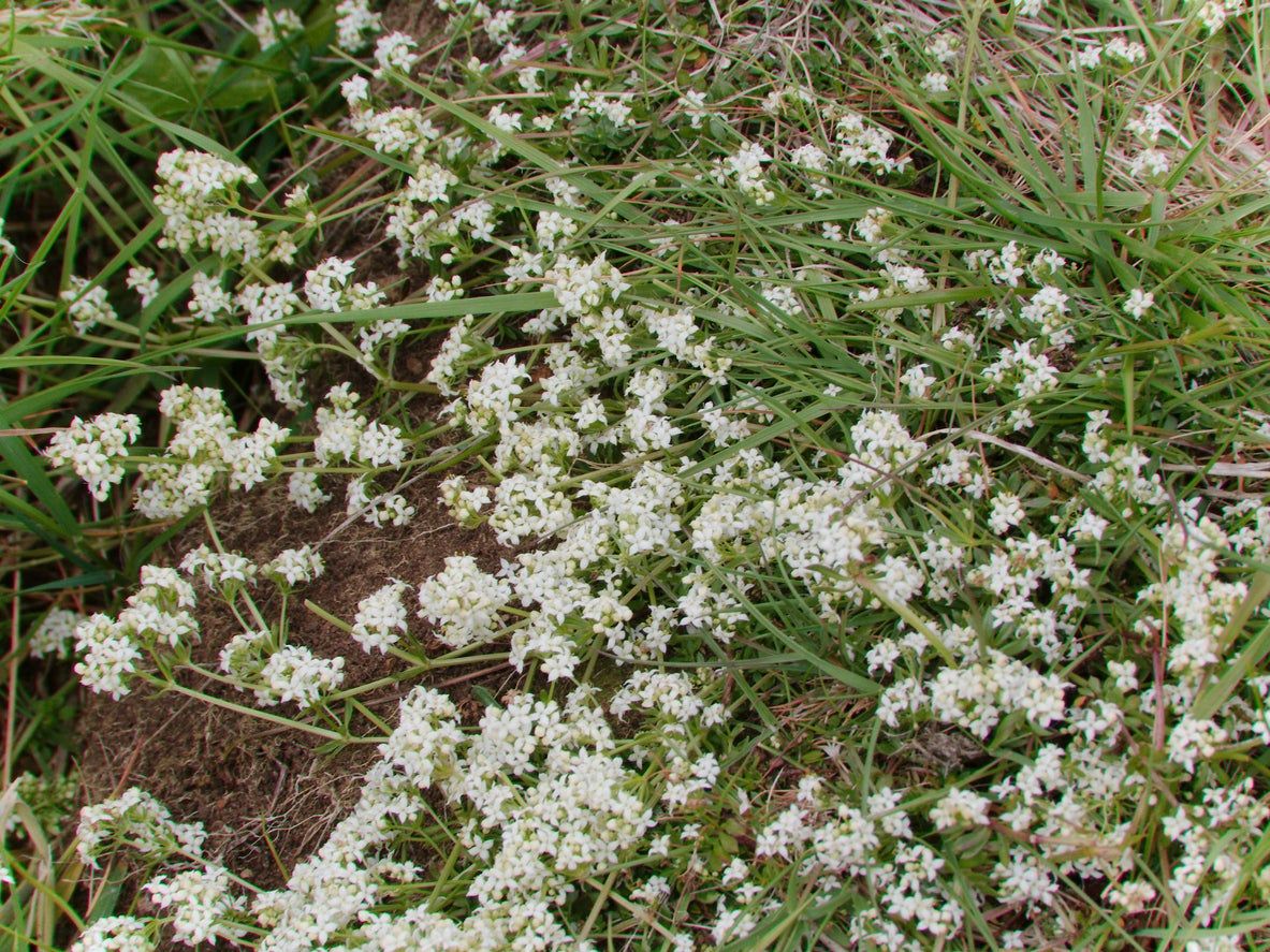 Trimmed Baby&amp;#39;s Breath Plants