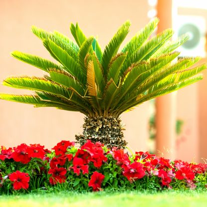 Small palm tree surrounded by flowers