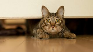 Wide-eyed cat hiding under the bed