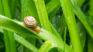 snail on green leaf