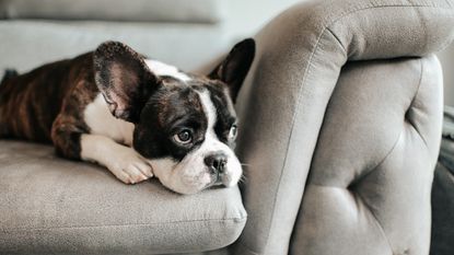 A bored french bulldog lying down and resting on sofa looking outside.