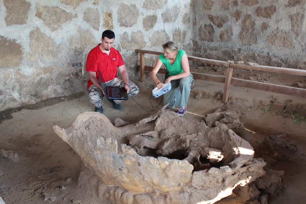 Giant turtle fossil